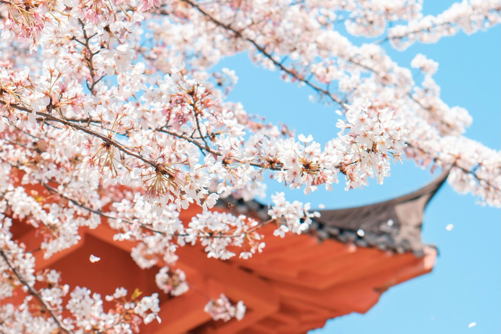 xianyu-hao-Ml8WeLdCnRU-unsplash